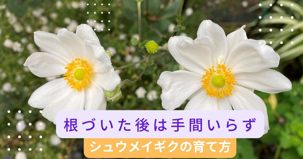 日あたりが悪くても大丈夫 植えっぱなしの多年草 シュウメイギクの育て方 レトニワ