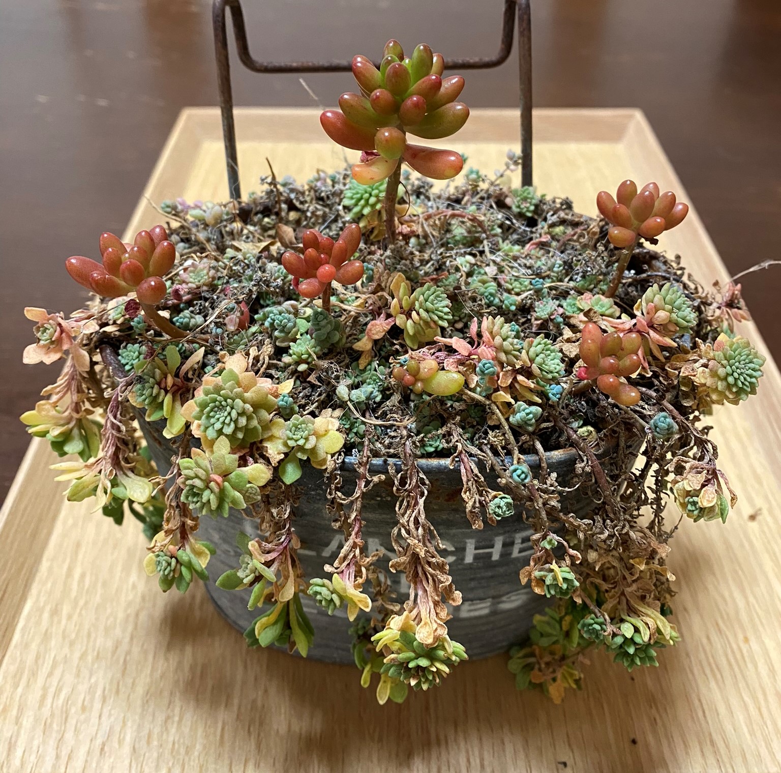 【イベント限定販売】たけろうぽっと　ちぎり　シロサビ➕ミドリ たけろうポット / 大鉢 / シロサビ+ミドリ【イベント限定鉢】no